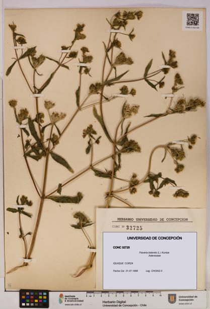 Flaveria bidentis [Espécimen: UDEC:CONC:0032725]