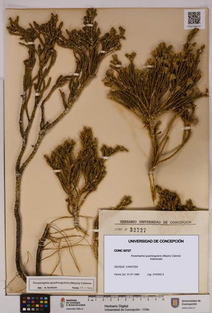 Parastrephia quadrangularis [Espécimen: UDEC:CONC:0032727]