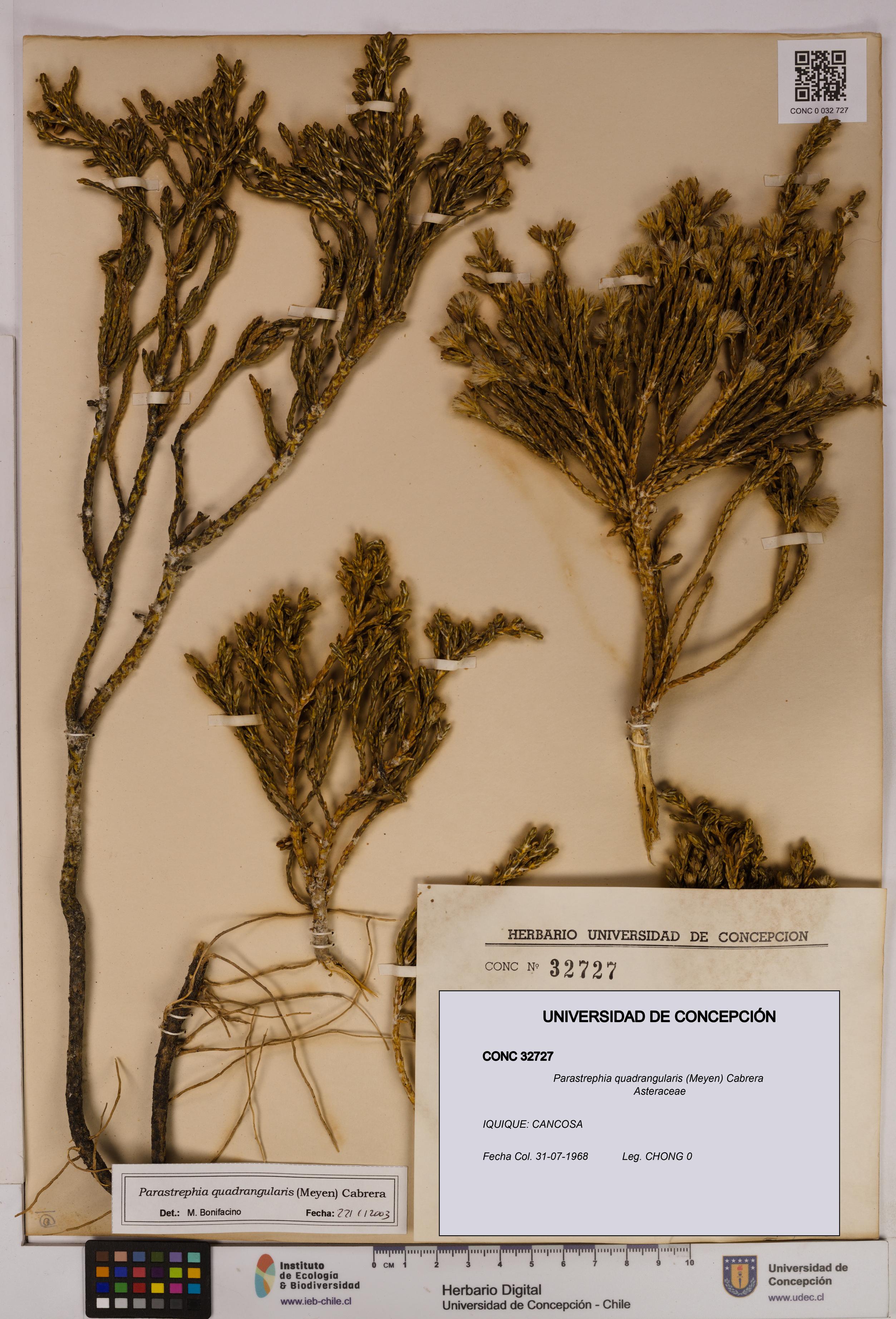 Parastrephia quadrangularis [Espécimen: UDEC:CONC:0032727]