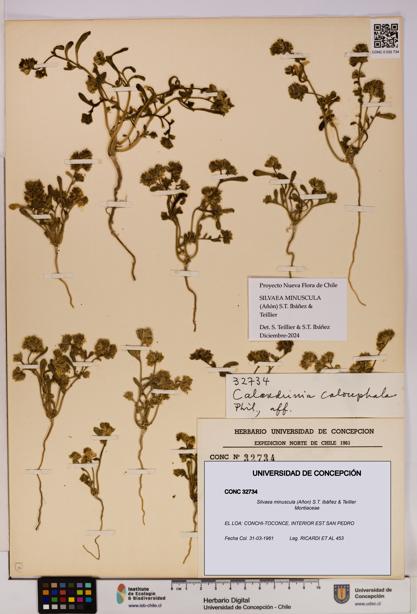 Silvaea minuscula [Espécimen: UDEC:CONC:0032734]