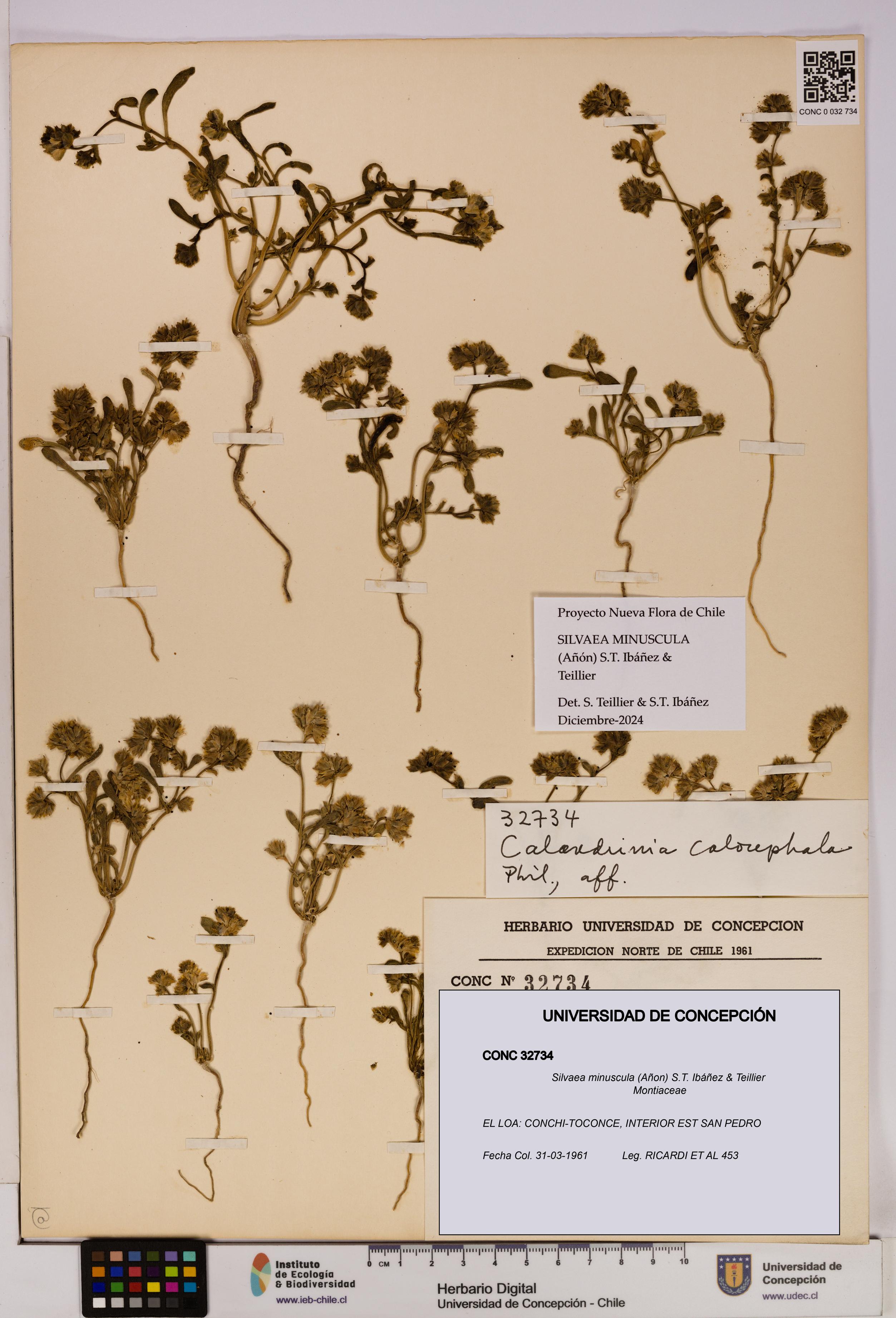 Silvaea minuscula [Espécimen: UDEC:CONC:0032734]