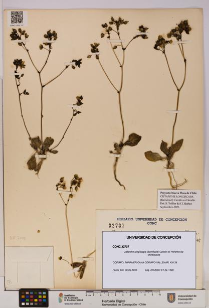 Cistanthe longiscapa [Espécimen: UDEC:CONC:0032737]