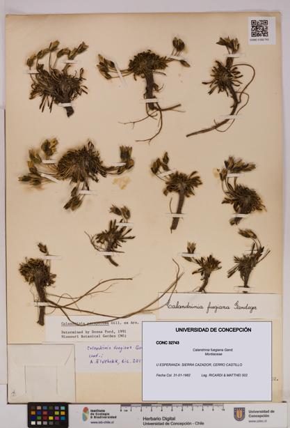 Calandrinia fuegiana [Espécimen: UDEC:CONC:0032743]