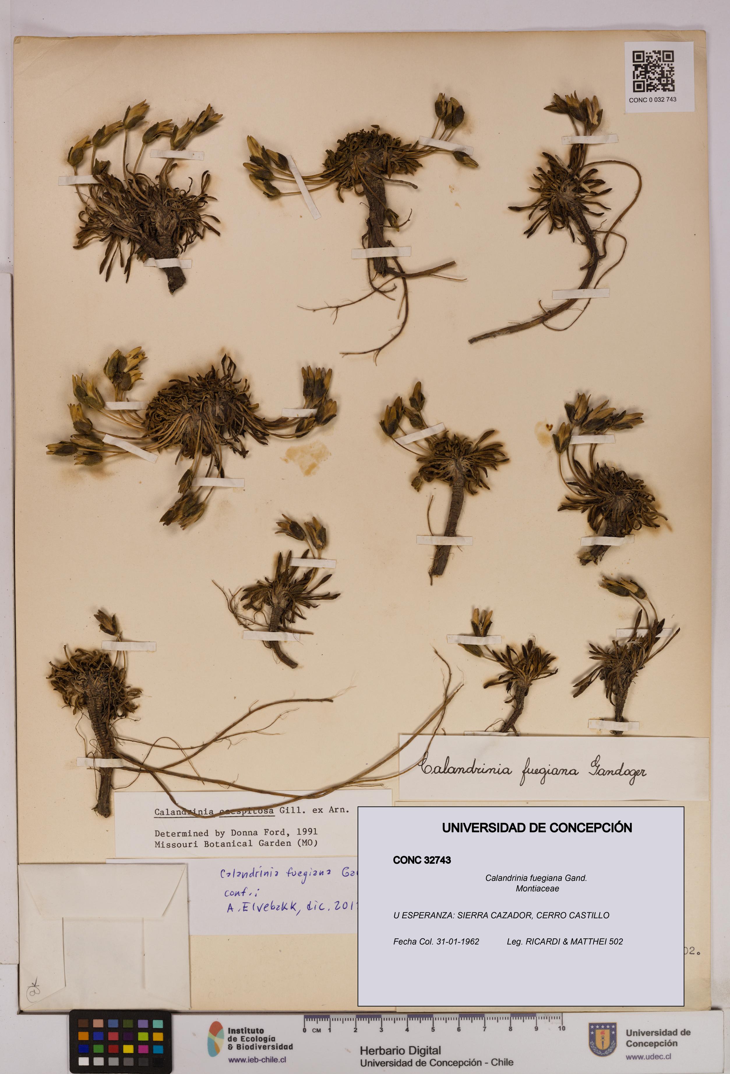 Calandrinia fuegiana [Espécimen: UDEC:CONC:0032743]