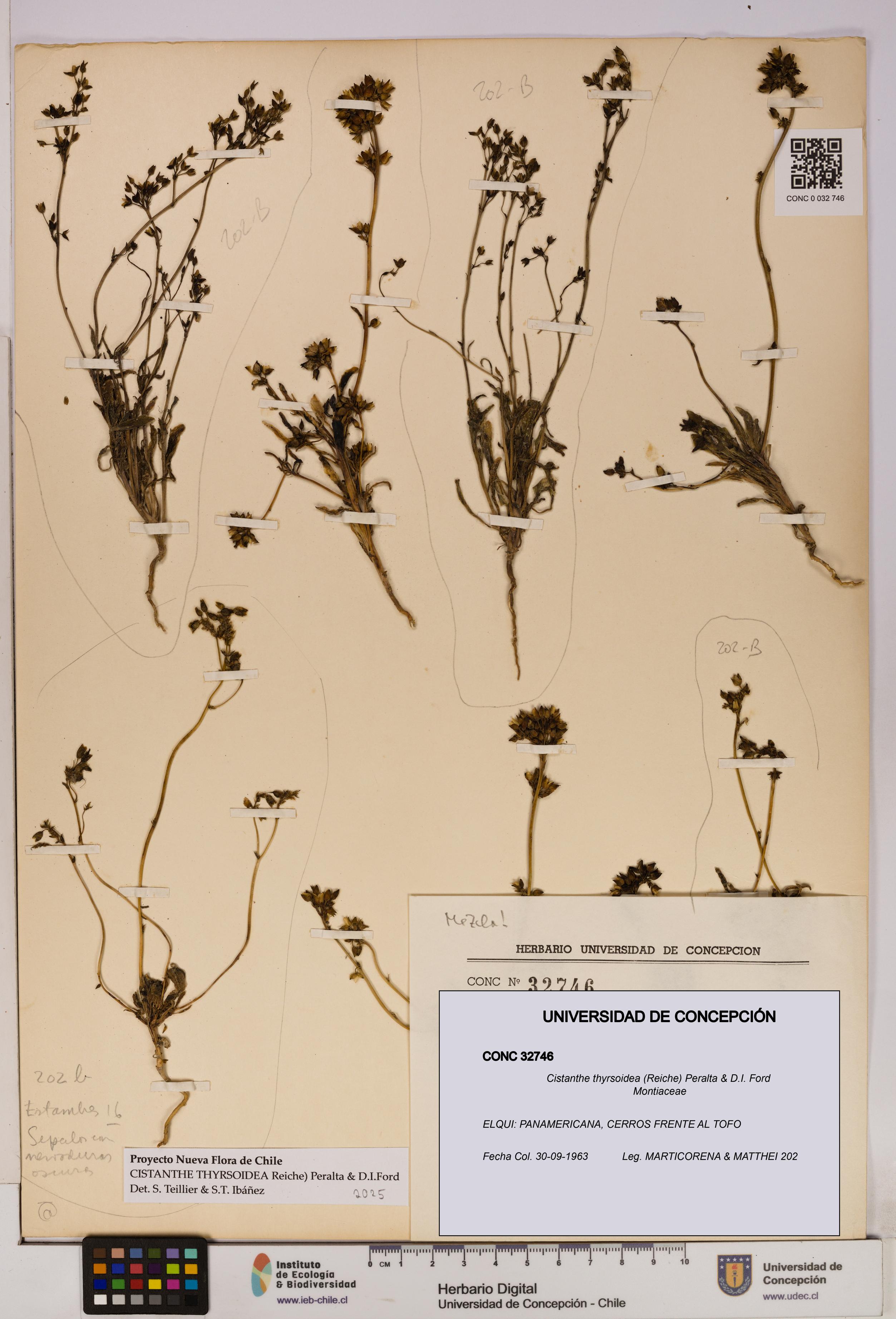 Cistanthe thyrsoidea [Espécimen: UDEC:CONC:0032746]