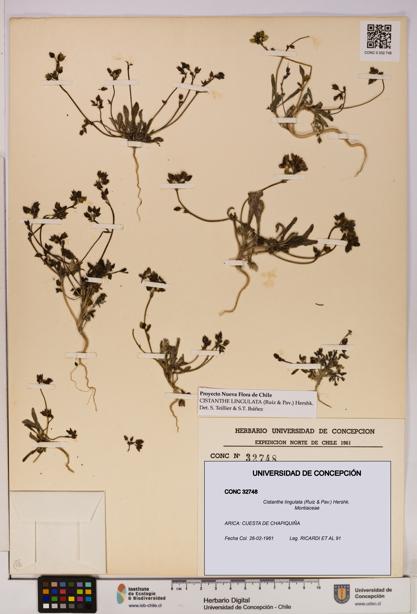 Cistanthe lingulata [Espécimen: UDEC:CONC:0032748]