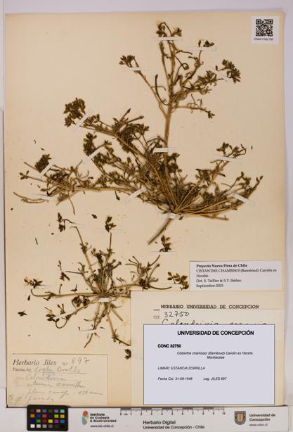 Cistanthe chamissoi [Espécimen: UDEC:CONC:0032750]