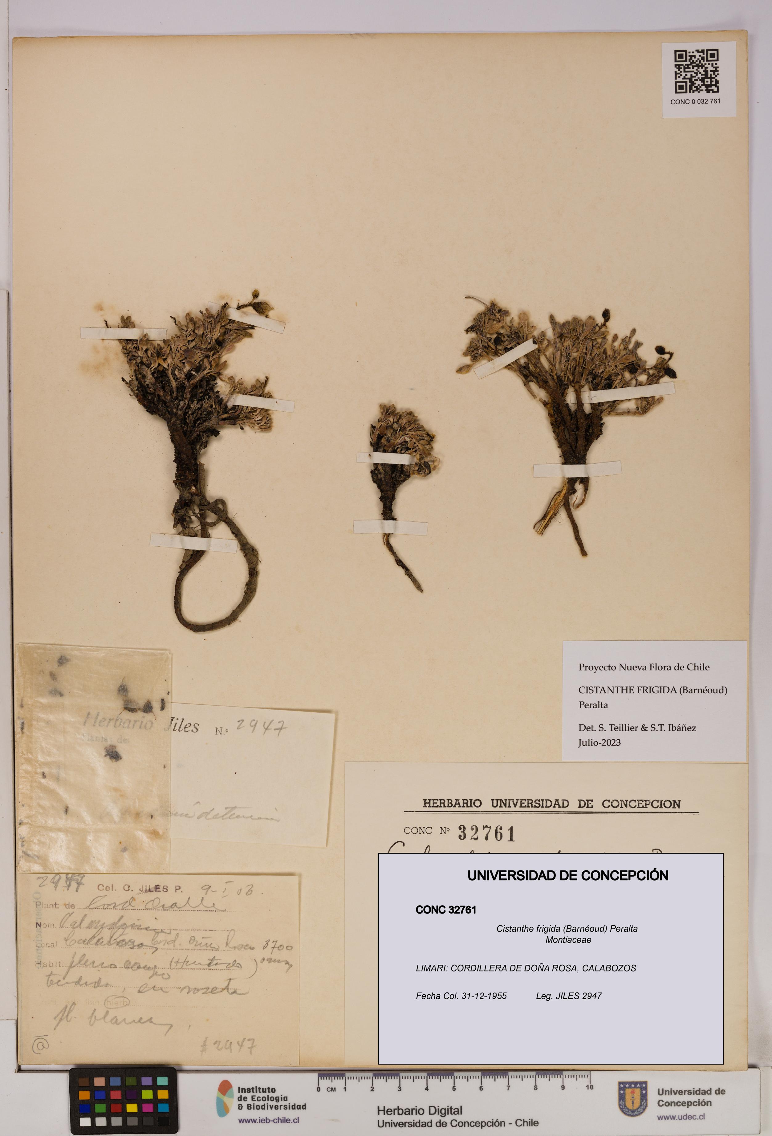 Cistanthe frigida [Espécimen: UDEC:CONC:0032761]