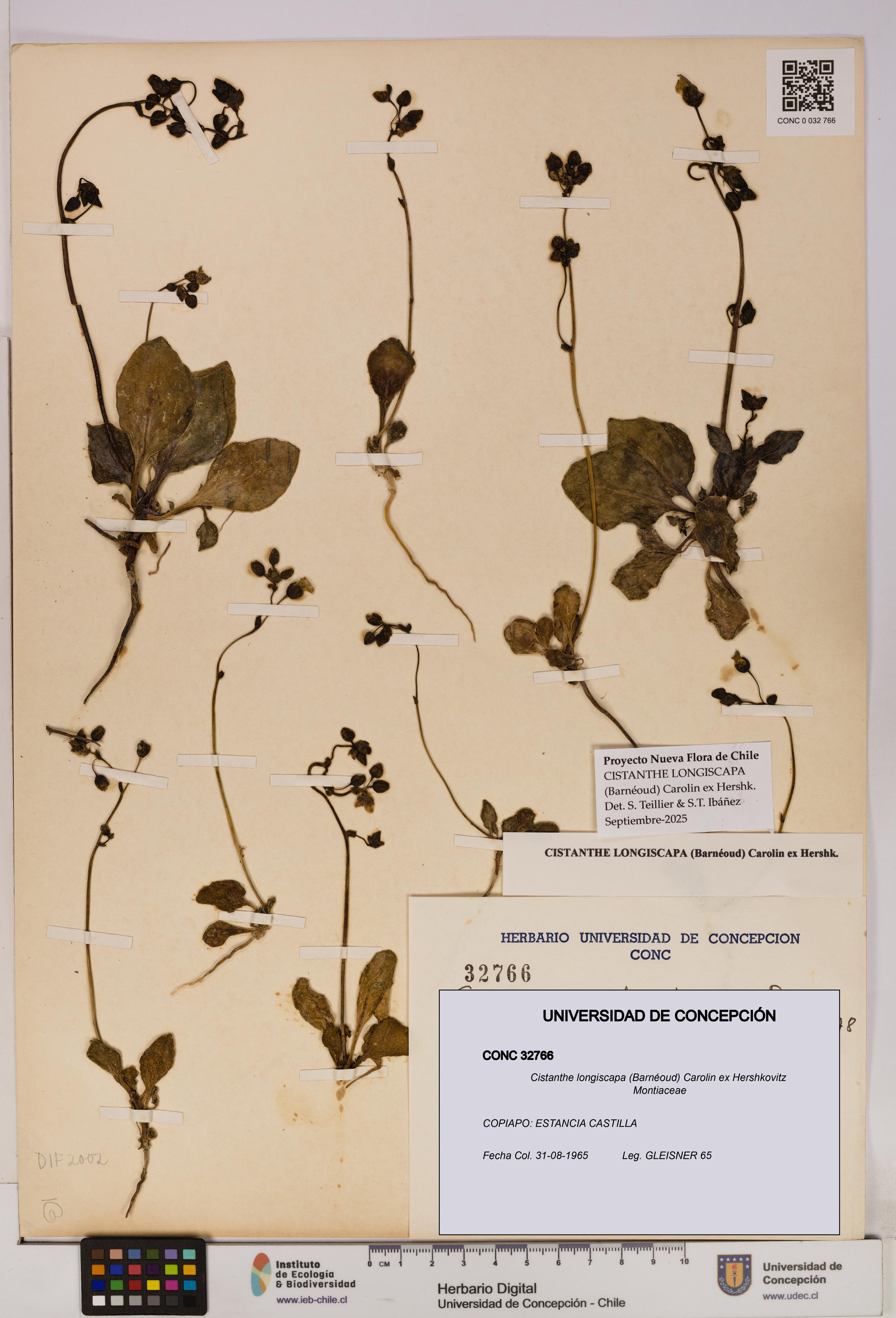 Cistanthe longiscapa [Espécimen: UDEC:CONC:0032766]