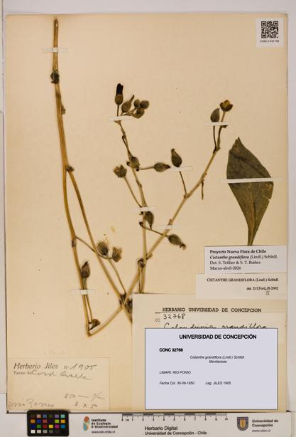 Cistanthe grandiflora [Espécimen: UDEC:CONC:0032768]