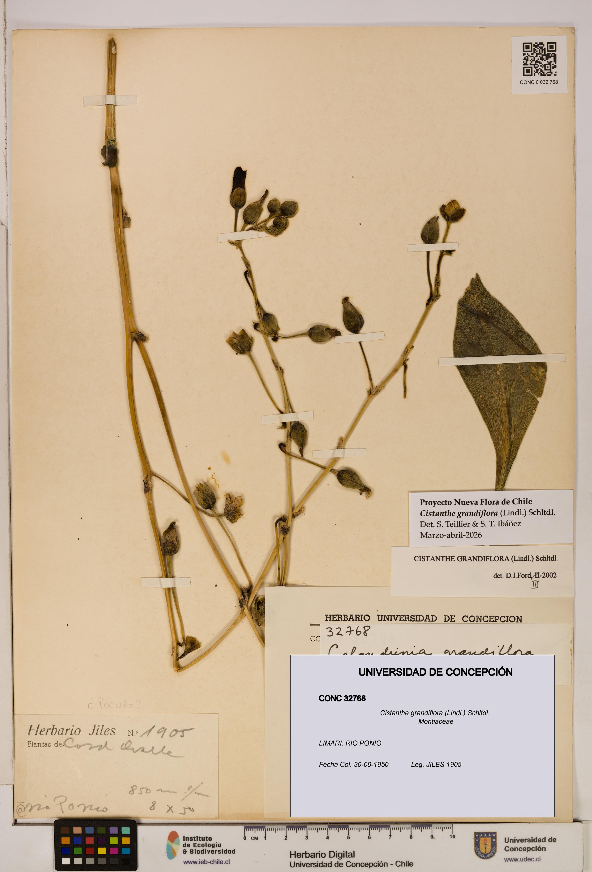 Cistanthe grandiflora [Espécimen: UDEC:CONC:0032768]
