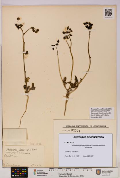 Cistanthe longiscapa [Espécimen: UDEC:CONC:0032771]