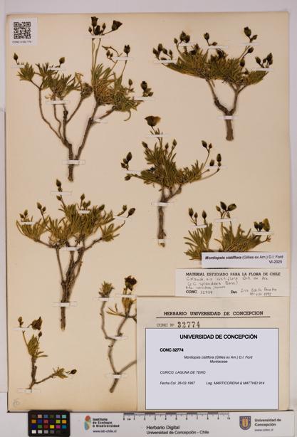 Montiopsis cistiflora [Espécimen: UDEC:CONC:0032774]
