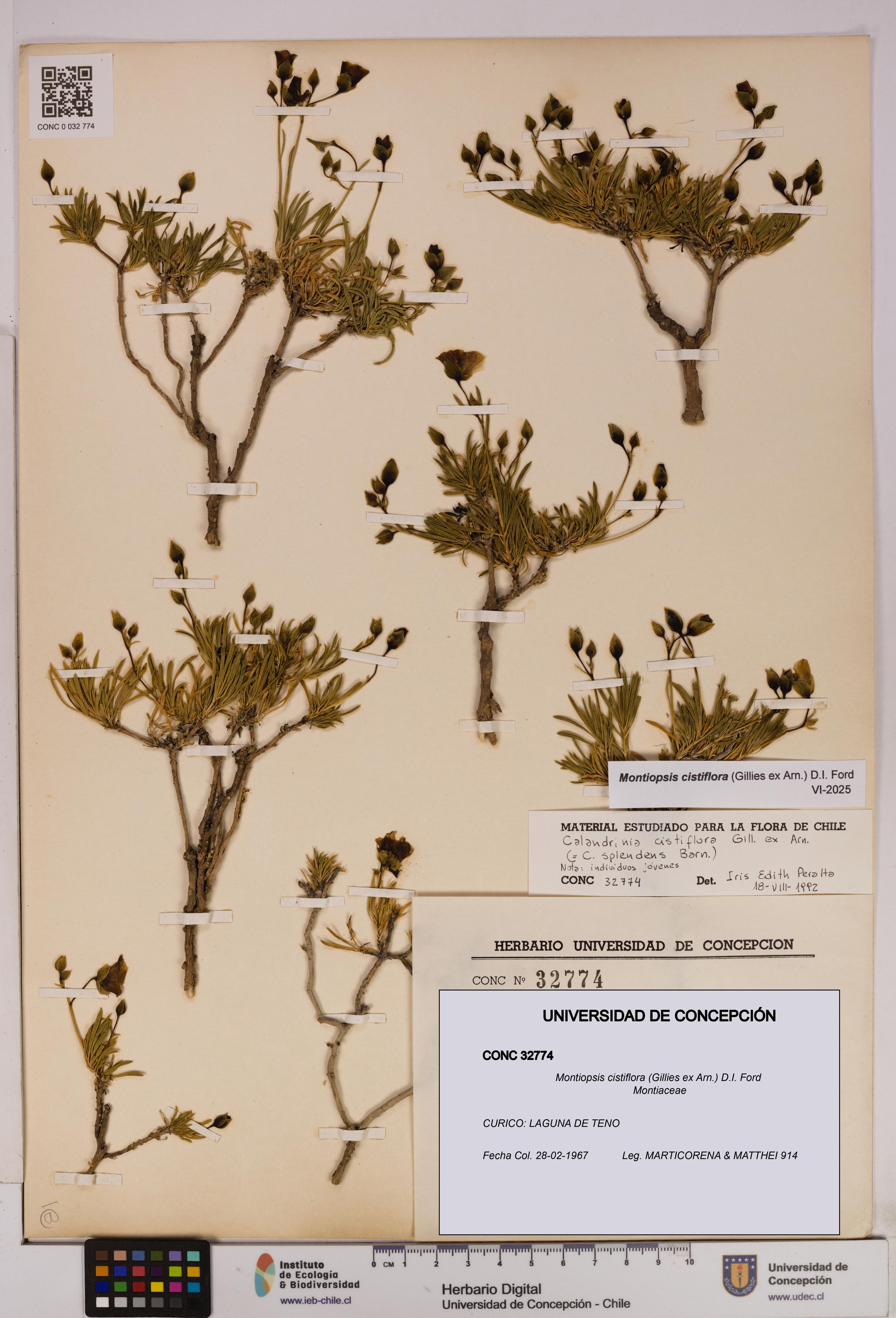 Montiopsis cistiflora [Espécimen: UDEC:CONC:0032774]