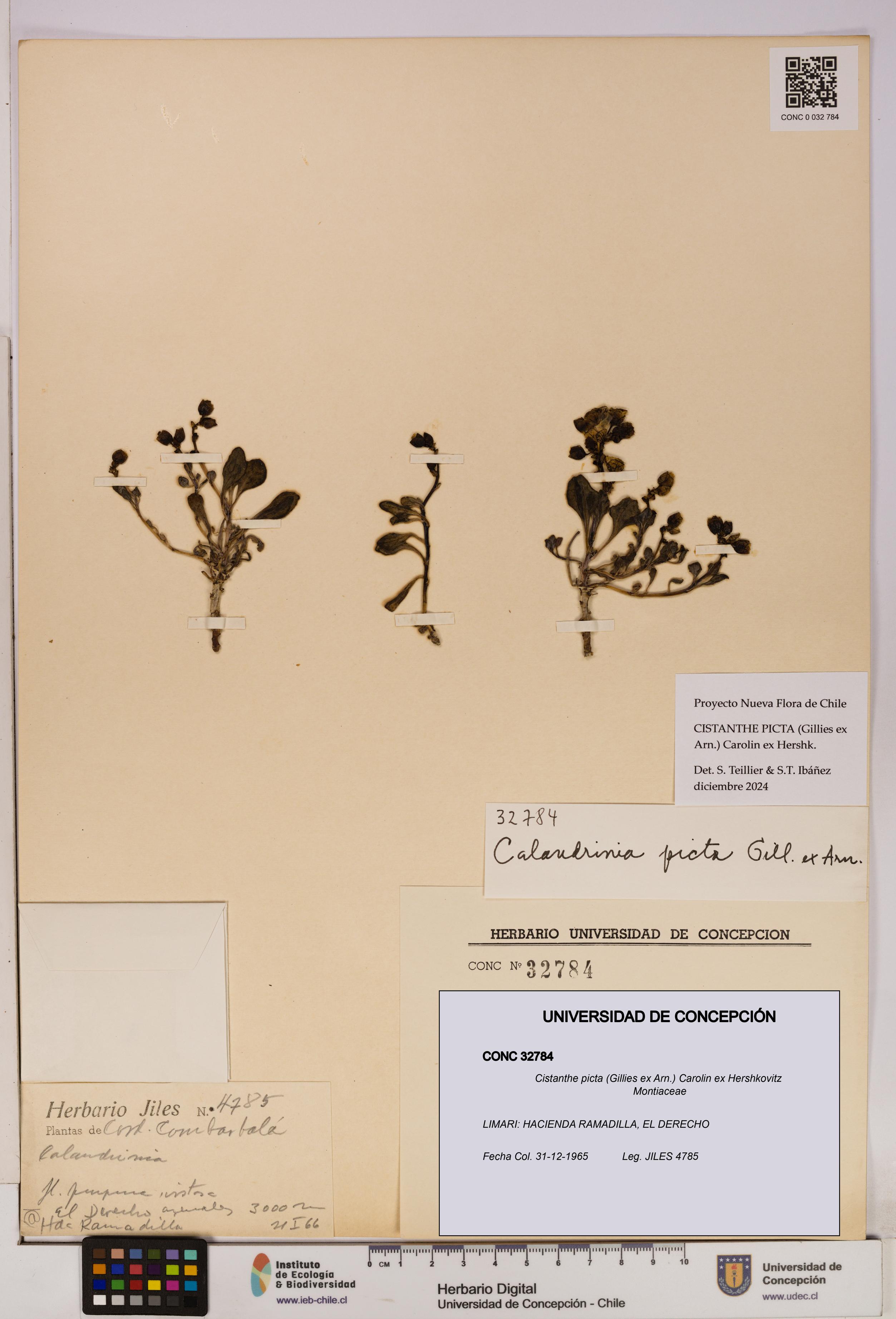 Cistanthe picta [Espécimen: UDEC:CONC:0032784]