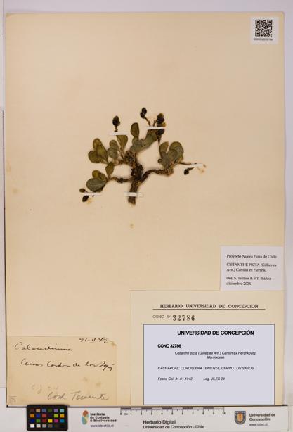 Cistanthe picta [Espécimen: UDEC:CONC:0032786]