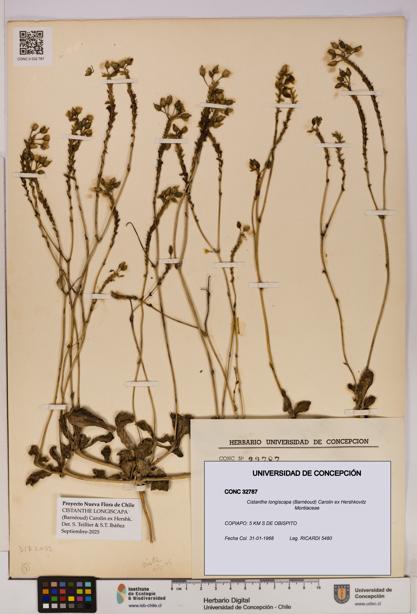 Cistanthe longiscapa [Espécimen: UDEC:CONC:0032787]