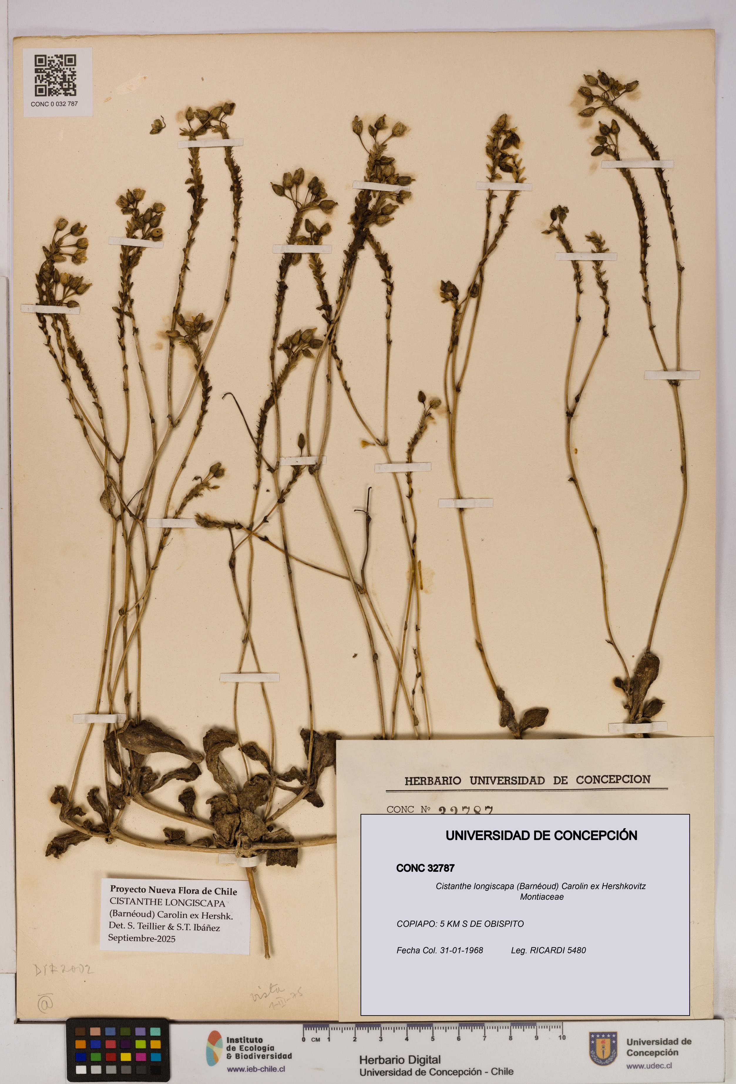 Cistanthe longiscapa [Espécimen: UDEC:CONC:0032787]