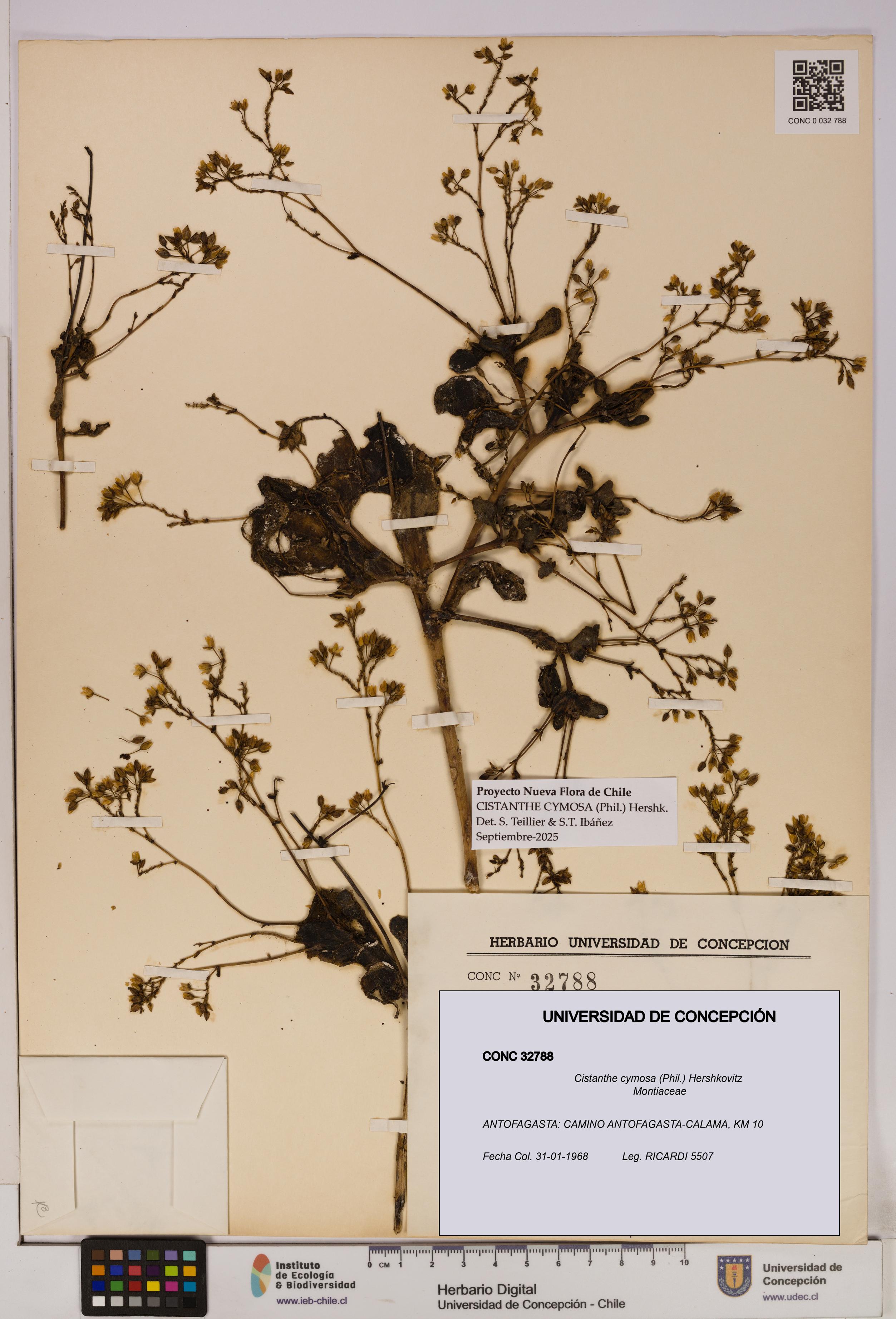 Cistanthe cymosa [Espécimen: UDEC:CONC:0032788]