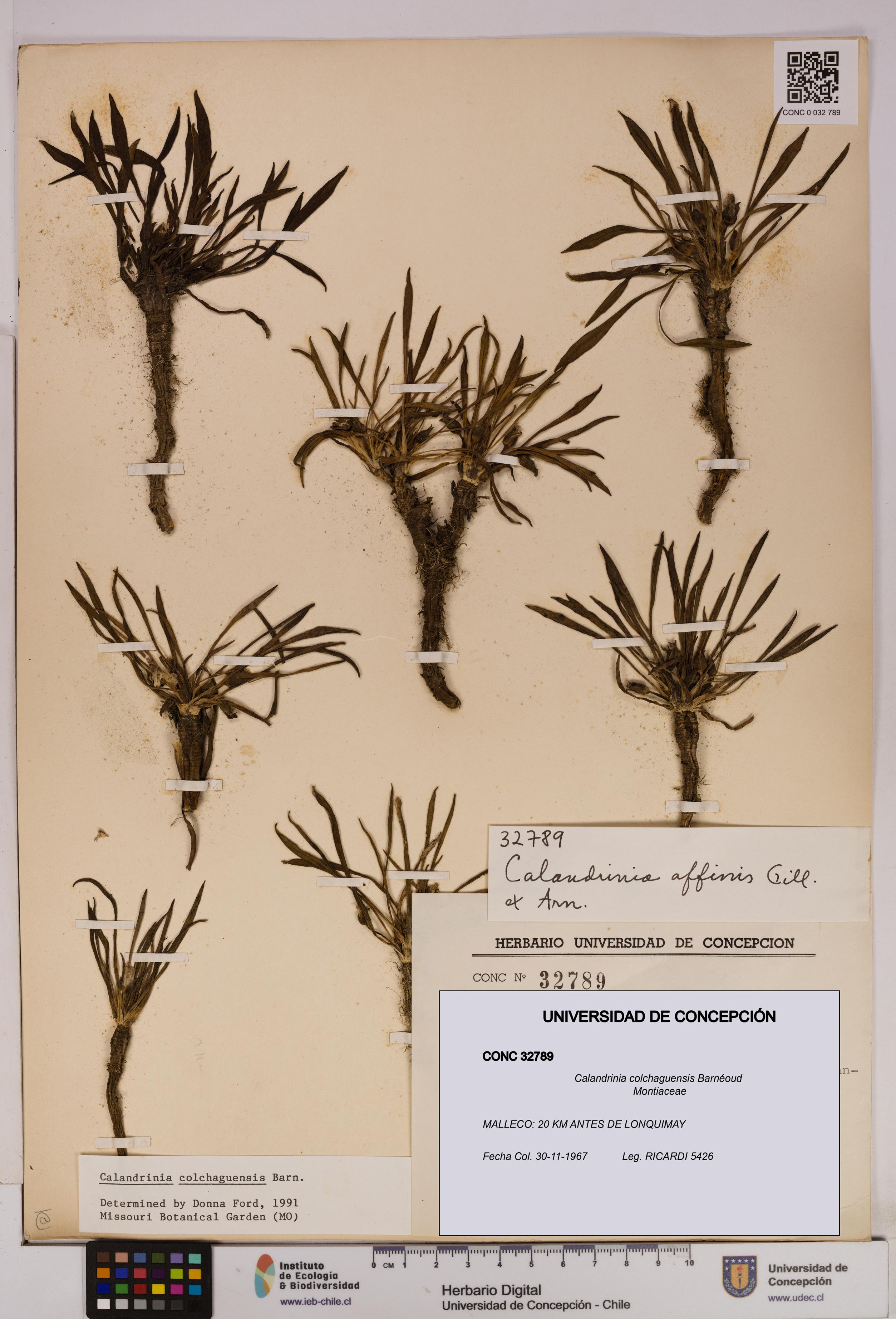 Calandrinia colchaguensis [Espécimen: UDEC:CONC:0032789]