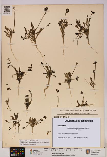 Cistanthe lingulata [Espécimen: UDEC:CONC:0032791]