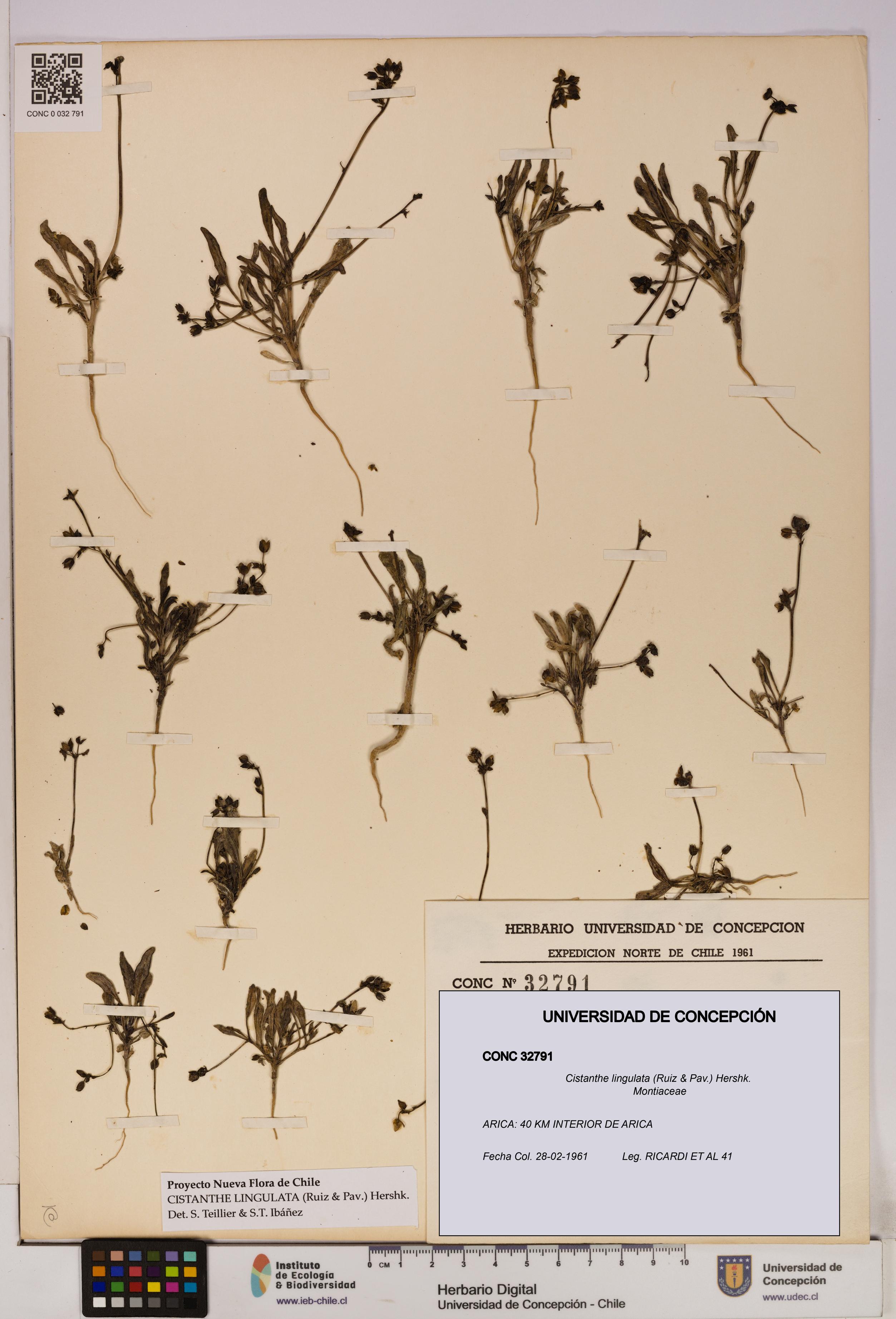 Cistanthe lingulata [Espécimen: UDEC:CONC:0032791]