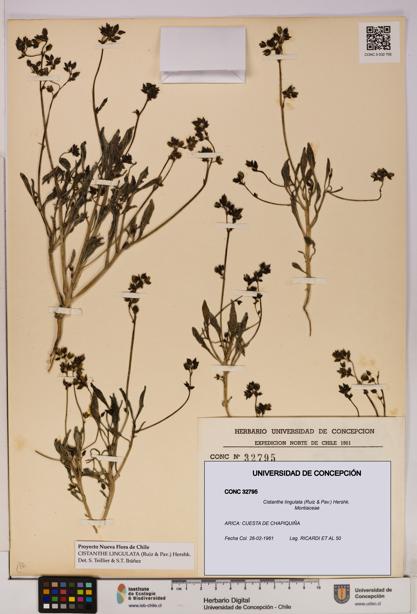 Cistanthe lingulata [Espécimen: UDEC:CONC:0032795]