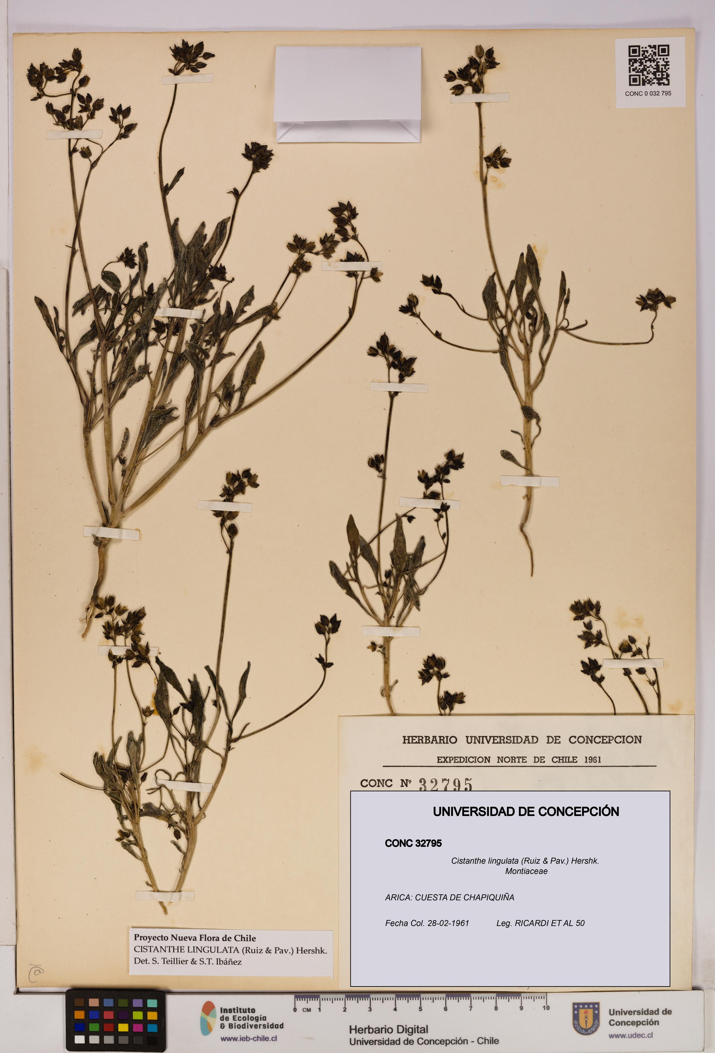 Cistanthe lingulata [Espécimen: UDEC:CONC:0032795]