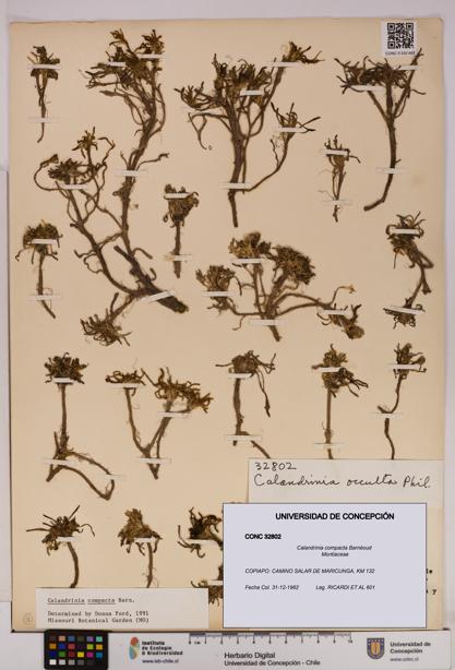 Calandrinia compacta [Espécimen: UDEC:CONC:0032802]