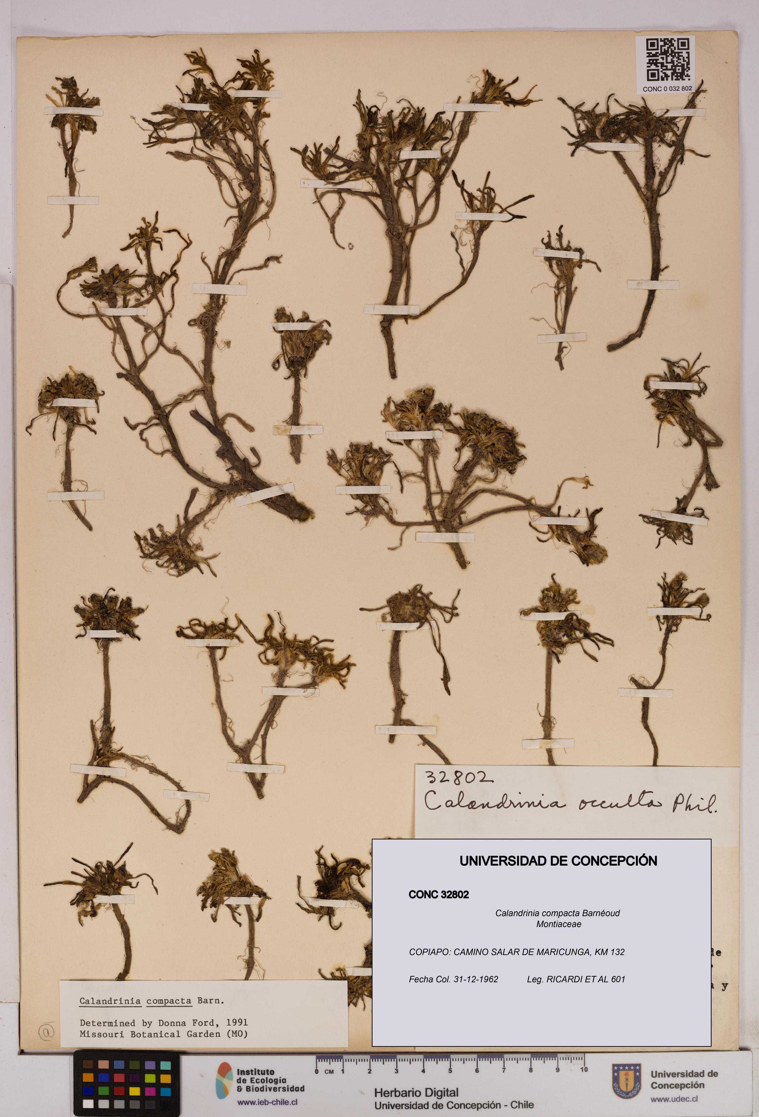 Calandrinia compacta [Espécimen: UDEC:CONC:0032802]