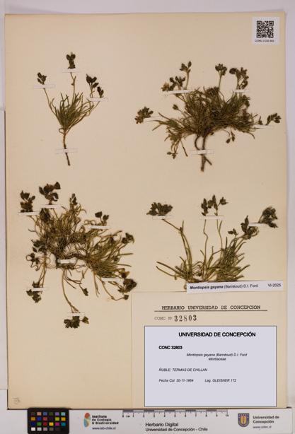 Montiopsis gayana [Espécimen: UDEC:CONC:0032803]