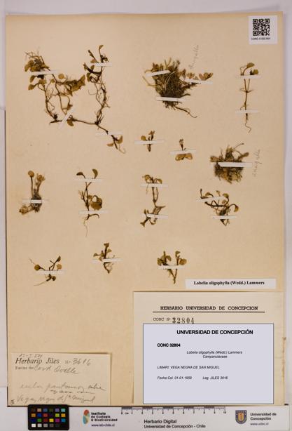 Lobelia oligophylla [Espécimen: UDEC:CONC:0032804]