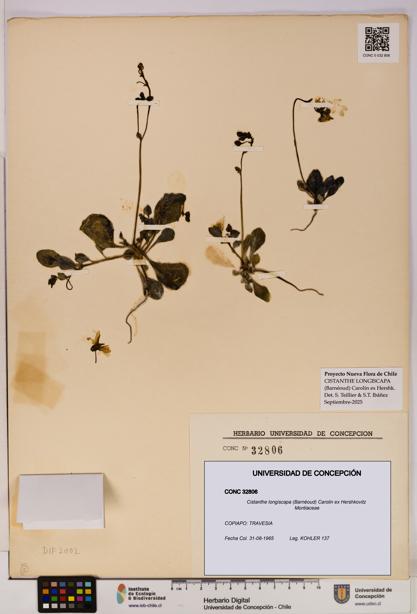 Cistanthe longiscapa [Espécimen: UDEC:CONC:0032806]