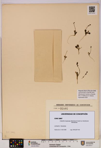 Cistanthe longiscapa [Espécimen: UDEC:CONC:0032807]