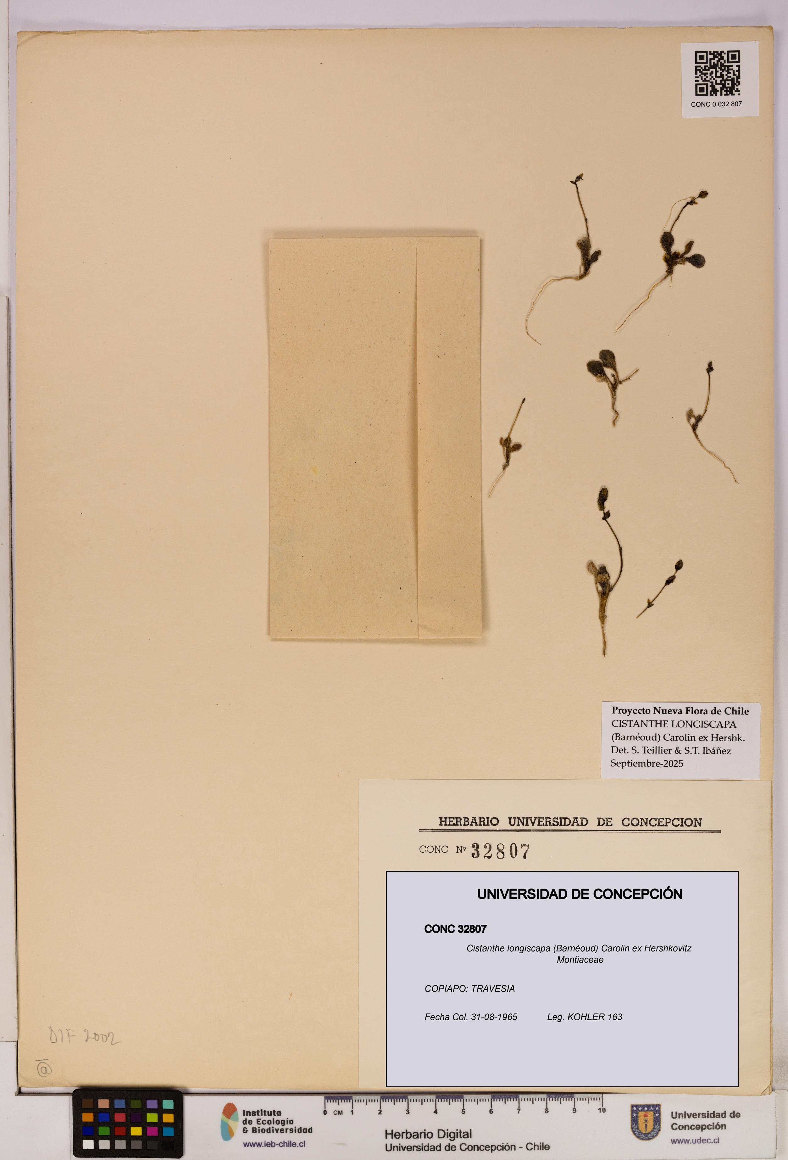 Cistanthe longiscapa [Espécimen: UDEC:CONC:0032807]