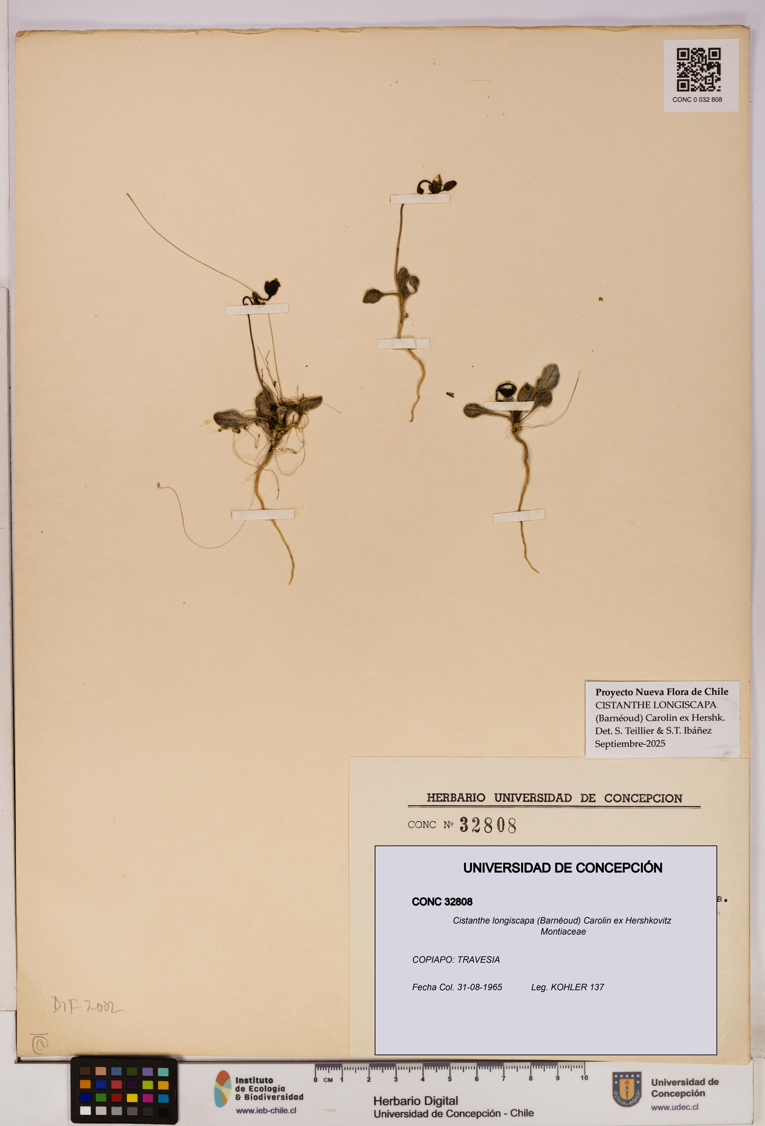 Cistanthe longiscapa [Espécimen: UDEC:CONC:0032808]