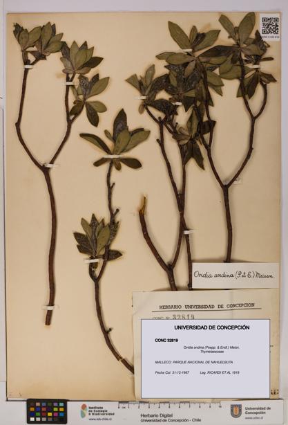 Ovidia andina [Espécimen: UDEC:CONC:0032819]