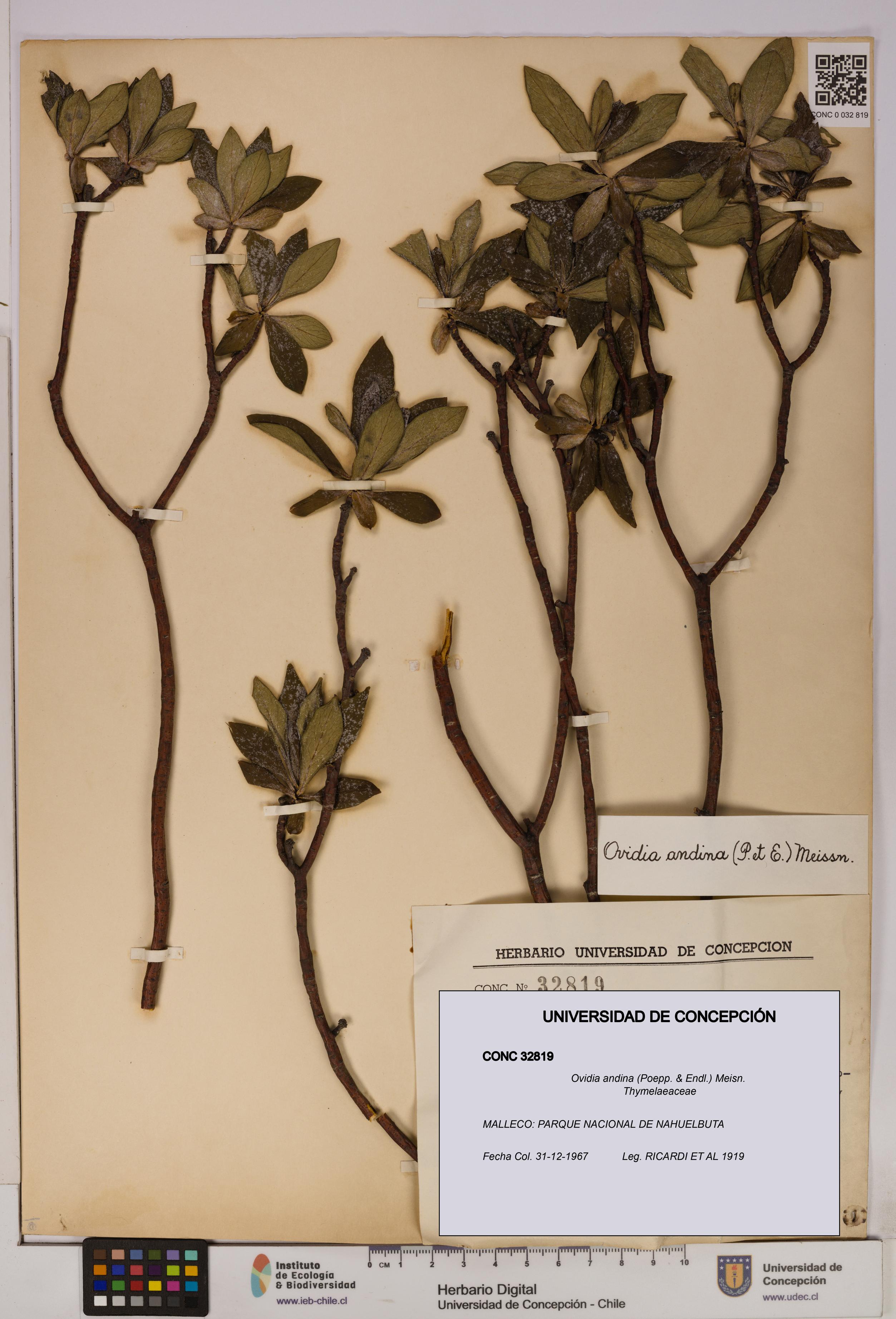 Ovidia andina [Espécimen: UDEC:CONC:0032819]