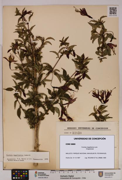 Fuchsia magellanica [Espécimen: UDEC:CONC:0032820]