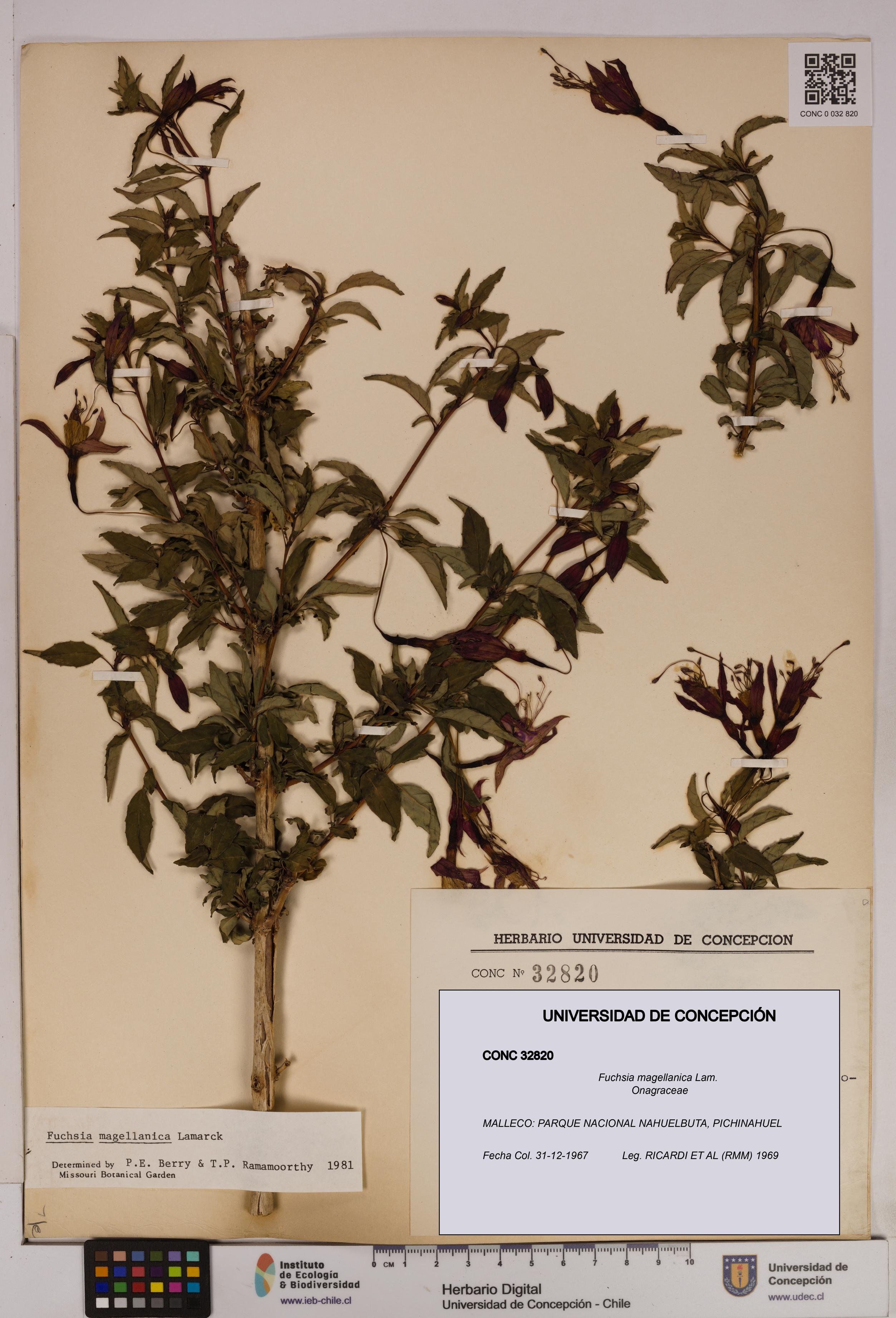 Fuchsia magellanica [Espécimen: UDEC:CONC:0032820]