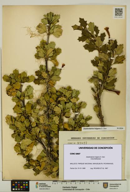 Desfontainia fulgens [Espécimen: UDEC:CONC:0032827]