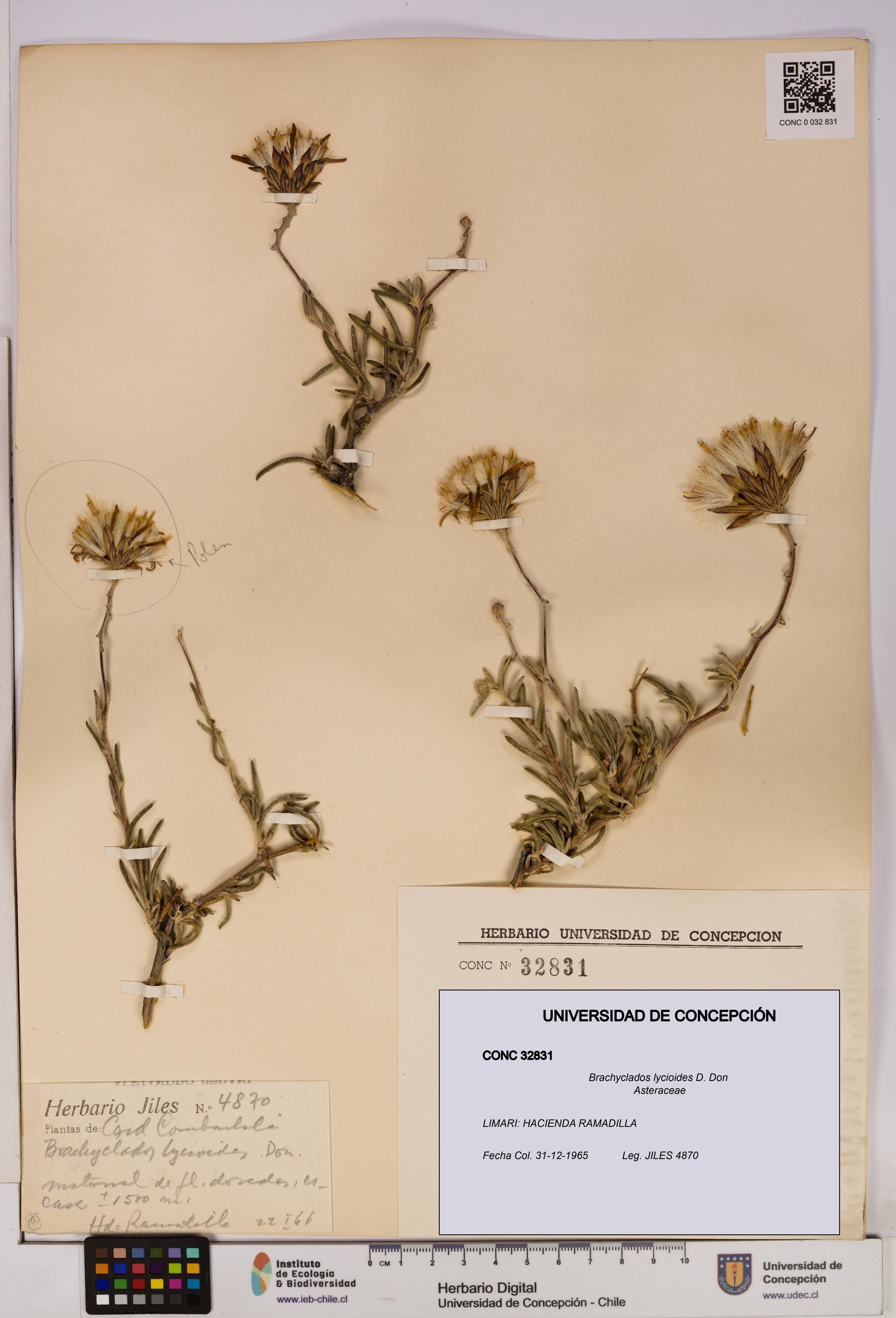 Brachyclados lycioides [Espécimen: ]