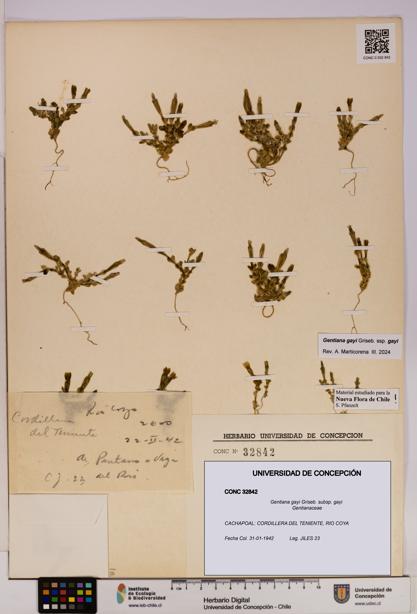 Gentiana gayi [Espécimen: UDEC:CONC:0032842]