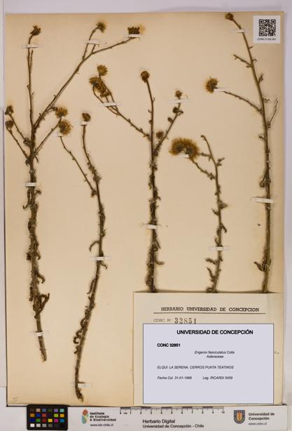 Erigeron fasciculatus [Espécimen: UDEC:CONC:0032851]