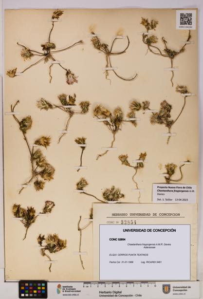 Chaetanthera frayjorgensis [Espécimen: UDEC:CONC:0032854]