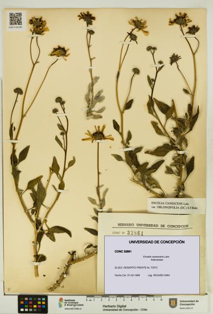 Encelia canescens [Espécimen: UDEC:CONC:0032861]