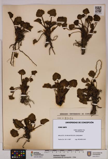 Caltha sagittata [Espécimen: UDEC:CONC:0032870]
