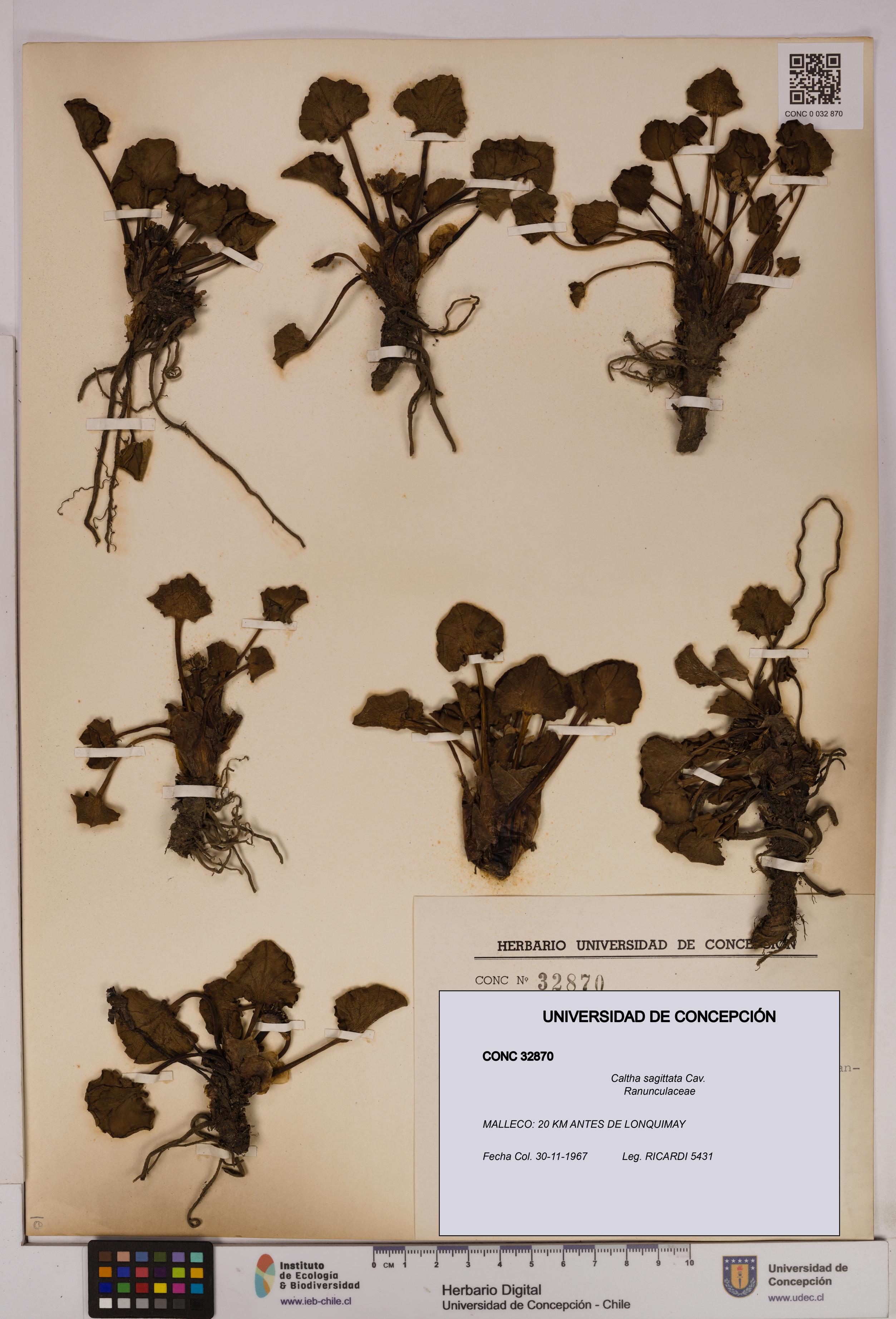 Caltha sagittata [Espécimen: UDEC:CONC:0032870]