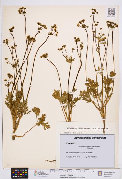 Sanicula graveolens [Espécimen: ]