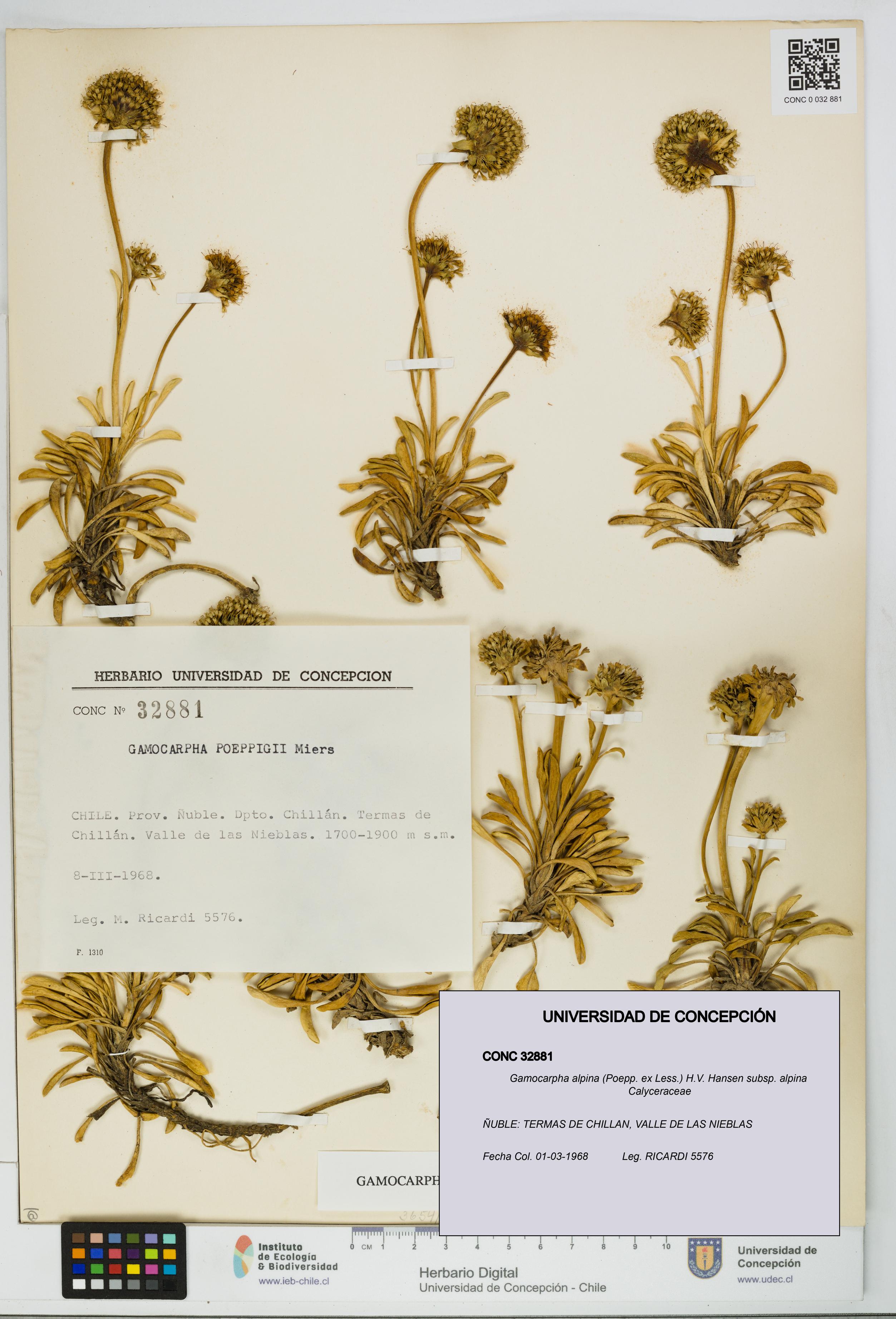 Gamocarpha alpina subsp. alpina [Espécimen: UDEC:CONC:0032881]
